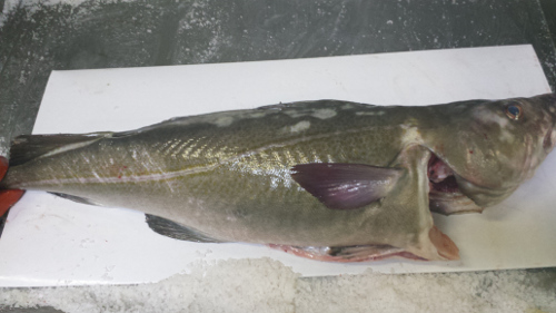 Cod(Gadus morhua)