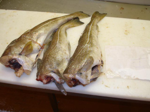 Cod(Gadus morhua)