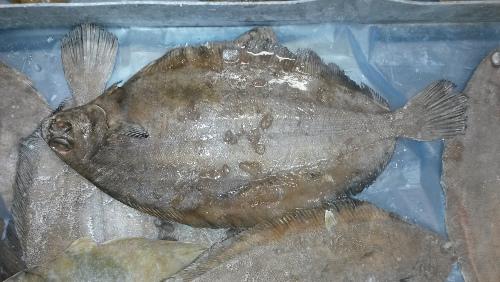 Witch flounder (Graysole)(Glyptocephalus cynoglossus))