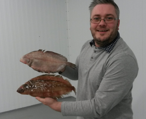 Witch flounder (Graysole)(Glyptocephalus cynoglossus))