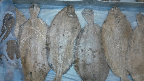 Witch flounder (Graysole)(Glyptocephalus cynoglossus))