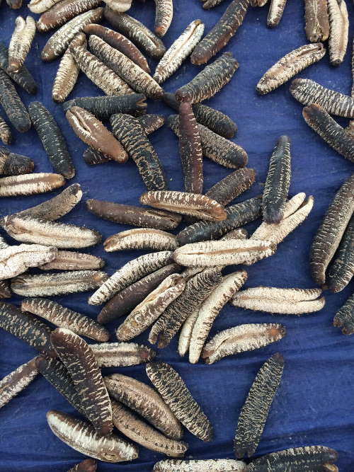 Sea Cucumber (Holothuria atra)