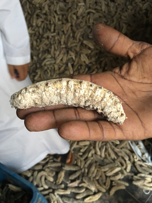 Sea Cucumber (Holothuria atra)