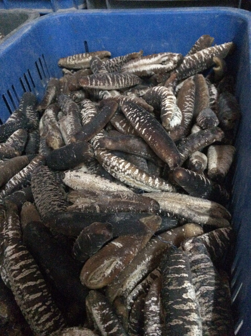 Sea Cucumber (Holothuria atra)