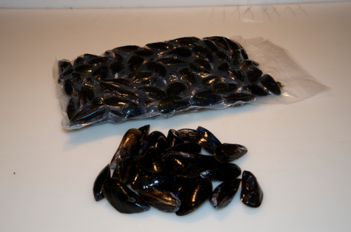 Blue Mussels (Mytilus edulis)