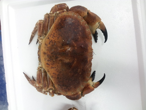 Brown Crab (Cancer pagurus)