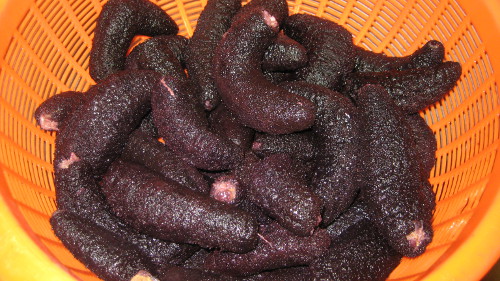 Sea Cucumber (Pathallus mollis)