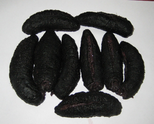 Sea Cucumber (Pathallus mollis)