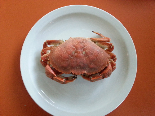 Rock crab (Cancer irroratus)