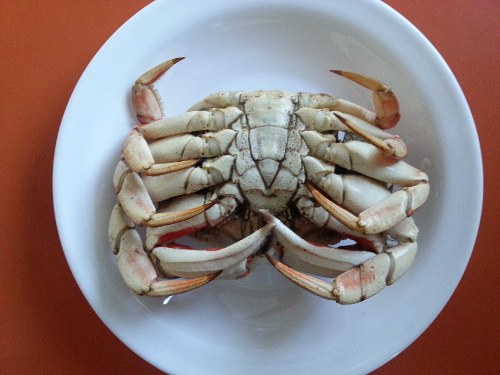 Rock crab (Cancer irroratus)