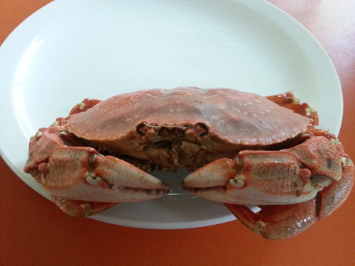 Rock crab (Cancer irroratus)