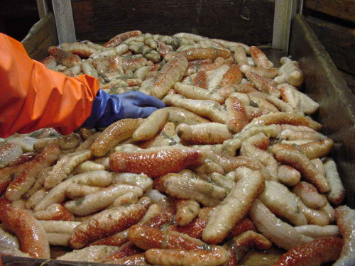 Sea Cucumber (Stichopus tremulus)