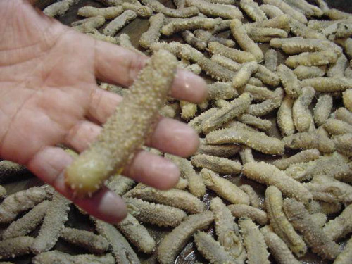 Sea Cucumber (Stichopus tremulus)