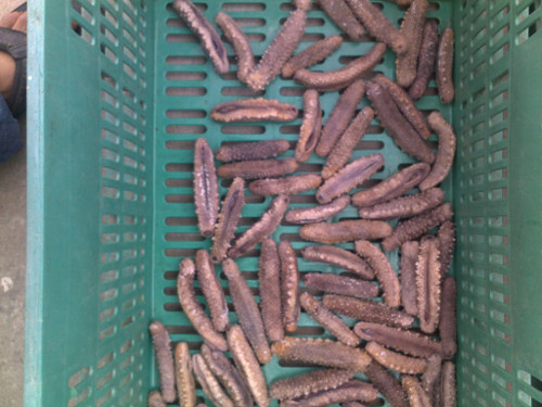 Sea Cucumber (Stichopus tremulus)