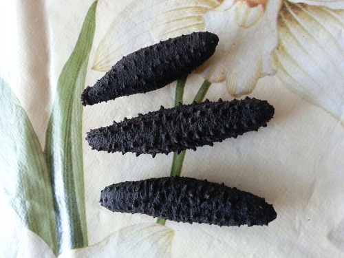 Sea Cucumber (Holothuria tubulosa / mammata)