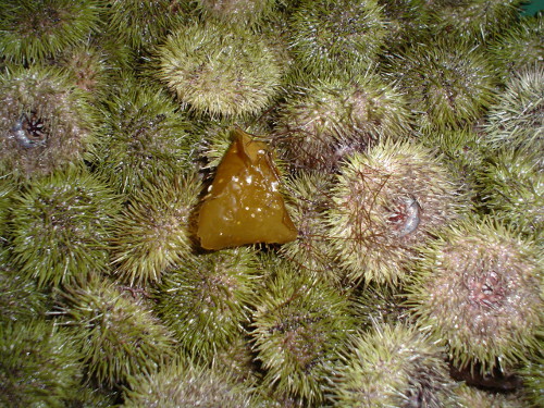 Sea Urchins (Strongylocentrotus droebachiensis)