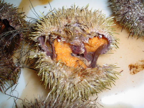 Sea Urchins (Strongylocentrotus droebachiensis)