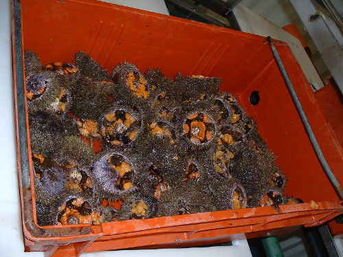 Sea Urchins (Strongylocentrotus droebachiensis)