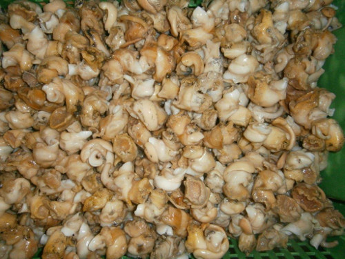 Whelk (Buccinum undatum)